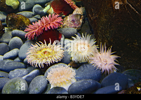 Verschiedenen Anemonen, Newport Aquarium, Kentucky Stockfoto