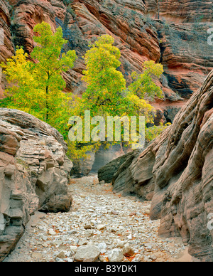 Box Elder Ahorn im Herbst Farbe in kleinen Canyon in Zion National Park in Utah Stockfoto