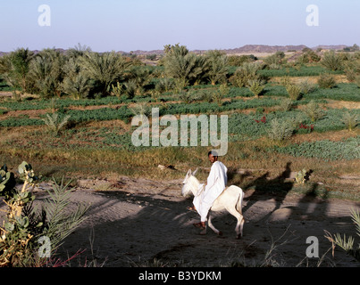 Sudan, Nil, 4. Katarakt. Im morgendlichen Sonnenlicht geht ein Esel Reiter bewässerte Feldern an den Ufern des Flusses Stockfoto