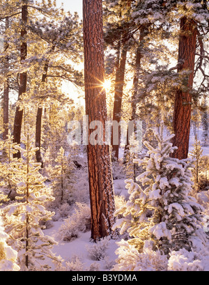 Schnee und Sonnenaufgang am Ponderosa Pinien mit Sunburst Fremont National Forest Oregon Stockfoto