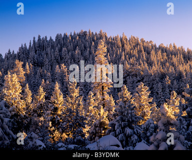 Schnee und Sonnenaufgang am Ponderosa Pinien Fremont National Forest Oregon Stockfoto