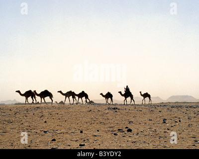 Sudan, Sahara-Wüste, in der Nähe von Qubatt Selim. Ein Kamelreiter treibt seinen Kamelen durch einen Sandsturm am südöstlichen Rand des Northern oder der libyschen Wüste, die einen Teil der Sahara bildet. Stockfoto