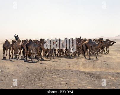 Sudan, Sahara Wüste, Qubatt Selim. Ein Kamel Händler treibt seinen Kamelen durch einen Sandsturm am südöstlichen Rand der nördlichen oder libysche Wüste, die einen Teil der Sahara Desert.Traders sind daran gewöhnt, Kamele in Darfur im westlichen Sudan zu kaufen und fahren sie auf einem uralten Weg zu einem Kamel Markt im Süden von Ägypten, der sie bringt vierzig Tage. Stockfoto