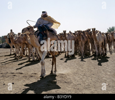 Sudan, Sahara Wüste, Qubatt Selim. Kamel Händler Laufwerk Kamele durch den südöstlichen Rand des Northern oder der libyschen Wüste, bildet einen Teil der Sahara Desert.Traders sind daran gewöhnt, Kamele in Darfur im westlichen Sudan zu kaufen und fahren sie auf einem uralten Weg zu einem Kamel Markt im Süden von Ägypten, der sie bringt vierzig Tage. Stockfoto