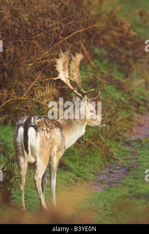 Damhirsch Dama Dama zu Fuß entlang der Strecke mit Bracken Hintergrund in Bradgate Park, Leicestershire im Oktober. Stockfoto