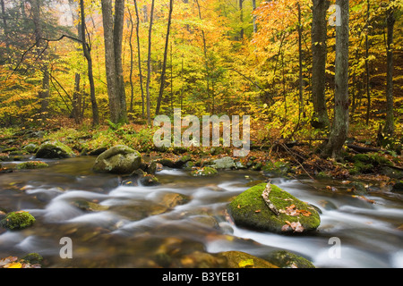 Sanderson Brook.  Chester-stiegen Staatswald.  Connecticut River Nebenfluss.  Chester, Massachusetts. Stockfoto