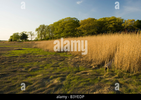 Salzwiesen im Frühjahr.  Strawberry Hill Preserve in Ipswich, Massachusetts. Stockfoto