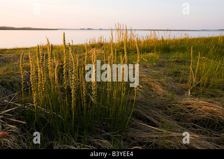 Salzwiesen im Frühjahr.  Strawberry Hill Preserve in Ipswich, Massachusetts.  Eagle Hill River. Stockfoto