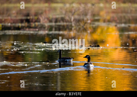 Kanadagänse bei der Reservierung Ewell in Rowley Massachusetts USA Stockfoto