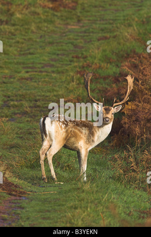 Damhirsch Dama Dama zu Fuß entlang der Strecke mit Bracken Hintergrund in Bradgate Park, Leicestershire im Oktober. Stockfoto