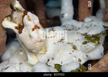 Bemalte Anglerfisch Antennarius Pictus in Lembeh Strait Indonesien Stockfoto