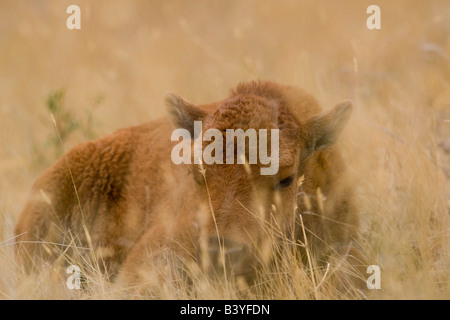 Junge Bison Kalb liegt in den Gräsern auf die National Bison Range in Montana Stockfoto