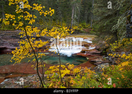 Totholz fällt auf Reynolds Creek im Herbst im Glacier Nationalpark in Montana Stockfoto