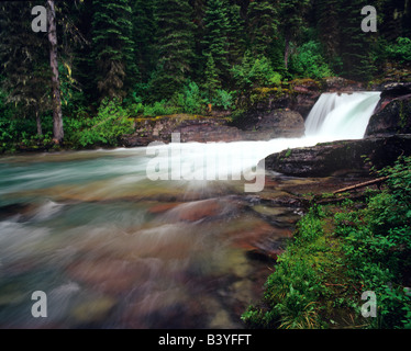 Totholz fällt auf Reynolds Creek im Glacier Nationalpark in Montana Stockfoto