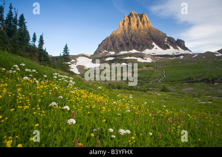 Wildblumen in den hängenden Gärten unter Mt Clements am Logan Pass im Glacier Nationalpark Montana Stockfoto