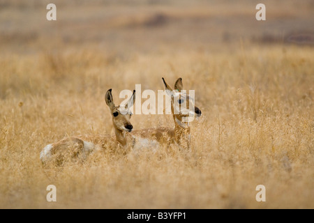 Paar von Pronghorn Antilope Kitze in den Gräsern auf die National Bison Range in Montana Stockfoto