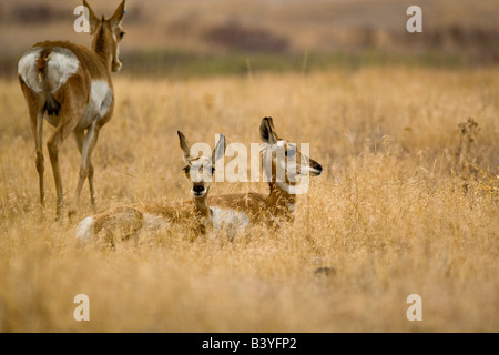 Paar von Pronghorn Antilope schmeichelt mit weiblichen Doe in den Gräsern auf die National Bison Range in Montana Stockfoto