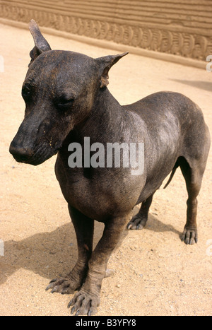 Peru, Trujillo, Chan Chan. Eine Peruanische Nackthund hilft die Chimu-Website von Chan Chan im Norden Perus zu schützen. Diese Rasse ist gedacht, um vor den Inkas gewesen und diente als ein Schoßhund (die Rasse ist handwarm) und eine Quelle des Fleisches für peruanische Adel. Stockfoto