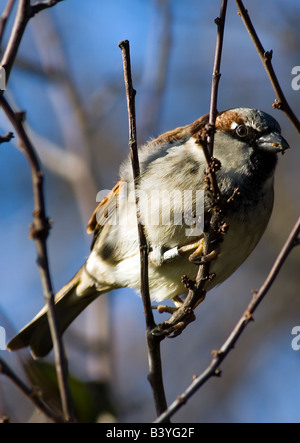 Haussperling Passer domesticus Stockfoto