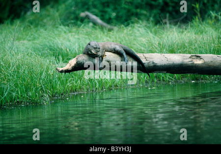 Peru, Madre De Dios, Manu-Nationalpark. Riesiger Otter (Pteronura Brasiliensis). Diese wachsen auf über 6 Fuß (1.8 m) lang. Sie jagen in Familiengruppen und sind bekannt als Fluss Wölfe. Sie sind eines der seltensten Säugetiere auf der Erde durch, die für ihre Pelze gejagt worden. Ein erwachsener Mann sonnt sich in der Nachmittagssonne in den sieben Stunden einen Tag der Jagd nach Fischen verbrachte. Stockfoto