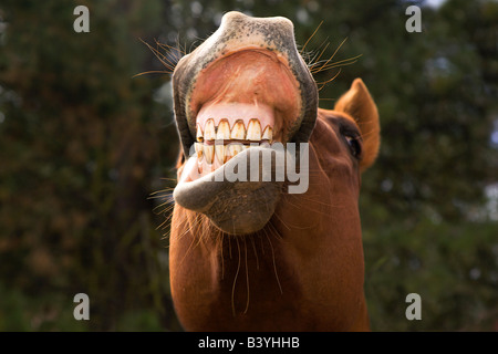 USA, Oregon, Seneca, Ponderosa Ranch. Ein Pferd zeigt seine Zähne. Stockfoto