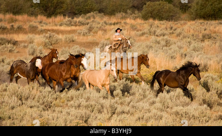 USA, Oregon, Seneca, Ponderosa Ranch. Wrangler treibt Pferde durch Wiese. (MR) (PR) Stockfoto