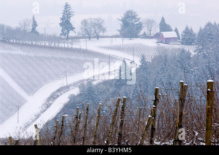 Schneebedeckte, Blick auf die Red Hills von Knudsen Weinberg mit Blick auf Bella Vida Weinberg, Maresh Red Barn Verkostungsraum Stockfoto