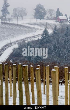 Schneebedeckte, Blick auf die Red Hills von Knudsen Weinberg mit Blick auf Bella Vida Weinberg, Maresh Red Barn Verkostungsraum Stockfoto