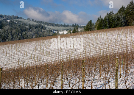 Verschneite Knudsen Weinberg von Bella Vida Weinberge in die Red Hills im Willamette Valley, in der Nähe von Dundee, Oregon gesehen. Stockfoto