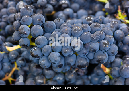 NA; USA; Oregon; Willamette Valley; Pinot Noir Trauben Stockfoto