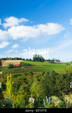 NA; USA; Oregon; Willamette Valley; Dundee; Red Hills; Domaine Drouhin Weinberg; Stockfoto