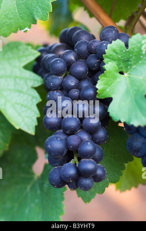 NA; USA; Oregon; Willamette Valley; Pinot Noir; Trauben (Tiefenschärfe) Stockfoto