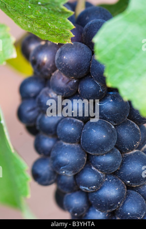 NA; USA; Oregon; Willamette Valley; Pinot Noir Trauben (Tiefenschärfe) Stockfoto