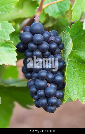 NA; USA; Oregon; Willamette Valley; Pinot Noir Trauben (Tiefenschärfe) Stockfoto