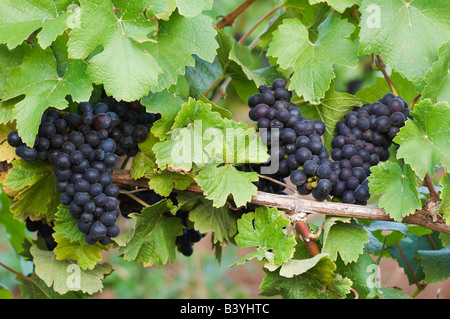 NA; USA; Oregon; Willamette Valley; Pinot Noir Trauben (selektive Focu) Stockfoto