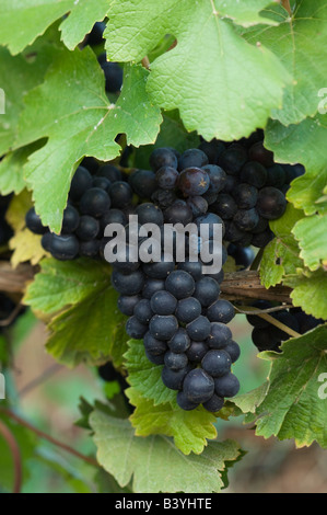 NA; USA Oregon; Willamette Valley; Pinot Noir Trauben (Tiefenschärfe) Stockfoto