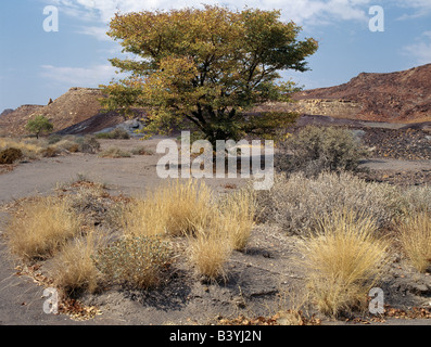 Namibia, Damaraland, Twyfelfontein. Roten Vulkangestein und Klinker Würfe das öde Land um verbrannte Berg südöstlich von Twyfelfontein. Vegetation ist spärlich, in dieser Region von geringen Niederschlägen, wo Bäume ihre Blätter am Ende der langen Trockenzeit werfen. Stockfoto