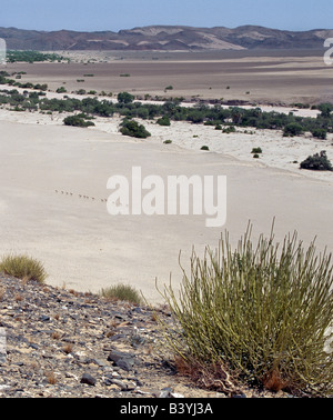 Namibia, Skeleton Coast, Purros. Ein Springbock, eine Gazelle-wie Antilope, überqueren eine sandige Verschwendung in der kargen Landschaft west Stockfoto