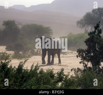 Namibia, Skeleton Coast, Hoarusib River. Eine "Wüste" Elefant trotzt ein Sandsturm im saisonalen Hoarusib Fluss. Eine ständige Quelle in der Nähe von Purros entspringt und mündet in der Hoarusib, geben Tieren eine wichtige Tränke während der langen Trockenzeit dieses öde Land. "Wüstenelefanten" möglicherweise eine Unterart des afrikanischen Elefanten, die sich über Hunderte von Jahren um die besonderen ökologischen Bedingungen des ihre rauen Wüstenumgebung angepasst haben. Ihre Merkmale sind längere Gliedmaßen, so dass sie bis zu 70 km an einem einzigen Tag zu verschieben. Sie sind nur selten in Gruppen von mehr als acht gefunden. Stockfoto