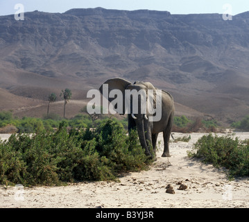 Namibia, Skeleton Coast, Hoarusib River. Eine "Wüste" Elefant trotzt starken Winde in den saisonalen Hoarusib Fluss. Eine ständige Quelle in der Nähe von Purros entspringt und mündet in der Hoarusib, geben Tieren eine wichtige Tränke während der langen Trockenzeit dieses öde Land. "Wüstenelefanten" möglicherweise eine Unterart des afrikanischen Elefanten, die sich über Hunderte von Jahren um die besonderen ökologischen Bedingungen des ihre rauen Wüstenumgebung angepasst haben. Ihre Merkmale sind längere Gliedmaßen, so dass sie bis zu 70 km an einem einzigen Tag zu verschieben. Sie sind nur selten in Gruppen von mehr als acht gefunden. Stockfoto