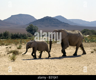 Namibia, Skeleton Coast, Hoarusib River. Eine Elefantendame "Wüste" und ihre Nachkommen überqueren den saisonalen Hoarusib Fluss.  Eine Dauerwelle Stockfoto