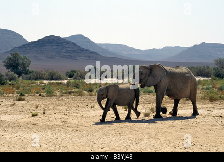 Namibia, Skeleton Coast, Hoarusib River. Eine Elefantendame "Wüste" und ihre Nachkommen überqueren den saisonalen Hoarusib Fluss.  Eine Dauerwelle Stockfoto