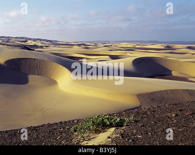 Namibia, Kunene, Skeleton Coast Park. Schönen Sanddünen durchsetzt mit Kies Gnade die steife Landschaft in einer privaten Konzession des Skeleton Coast Parks zwischen Purros und den Atlantischen Ozean. Morgens in diesem Bereich sind selten frei von Meer Nebel oder Nebel, deren Feuchtigkeit entscheidend für das Überleben der Wüste lebende Tiere und Pflanzen ist. Stockfoto