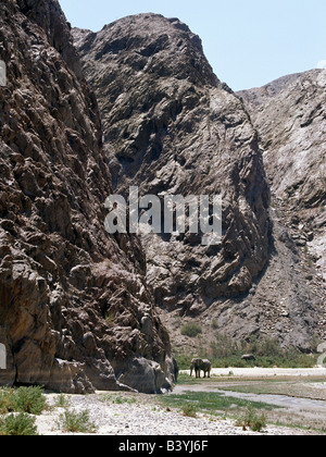 Namibia, Skeleton Coast, Hoarusib River. Eine "Wüste" Elefant ist von steilen Felsen in den saisonalen Hoarusib River in den Schatten gestellt.  A Stockfoto