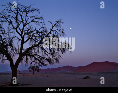 Namib-Wüste, Namibia Sesriem. Vollmond über die Dünen bei Sesriem in der Namib-Naukluft-Park. Durch gemustert und vom Winde verweht, Verlagerung, diese Dünen variieren von ziegelrot mit Aprikose und Farbe mit dem Winkel der Sonne für immer verändern. Der größte Anstieg drastisch 1.000 Fuß über die umliegenden Ebenen und sind die größten Dünen der Welt werden soll; Sie sind sicherlich die schönsten. Hinzufügen, um die erstaunliche Mondlandschaft bei Sesriem sind Bereiche von toten Bäumen. Stockfoto