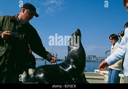 Namibia, Walvis Bay / Baii. Bootsführer von Wilvis Bay und Cape Pelz-Dichtung (Arctocephalus percivali) auf dem Deck des Bootes Tour. Stockfoto