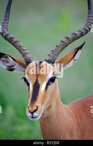 Namibia, Kunene-Region, A männlich schwarz konfrontiert Impala (Aepyceros Melampus Petersi) im Etosha National Park. Obwohl eine Unterart der gemeinsamen Impala die ganzen südlichen Afrika zu finden sind, bleiben nur 1000 schwarzen konfrontiert Impala, nach Norden Namibias und südlichen Angola beschränkt. Stockfoto