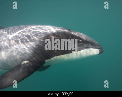 Hector Delfin (Cephalorhynchus Hectori) Stockfoto