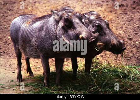 Zoologie / Tiere, Säugetier / Säugetier-, Schweine, Warzenschwein, (Phacochoerus Aethiopicus), zwei Schweine stehen nebeneinander, Vertrieb: Stockfoto