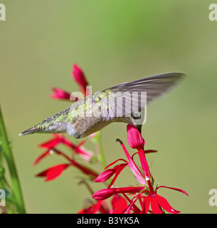 Ein Ruby – Throated Kolibri aus rote Penstemon Blumen zu trinken. Stockfoto